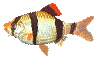 மீன் அனிமேஷன்-படங்கள்-gif